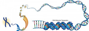 Related Pictures differences in dna sequence can cause different ...
