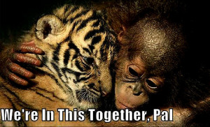 Animal Humor tiger & monkey funny