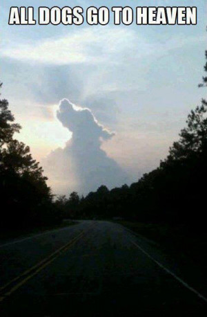 all dogs go to heaven