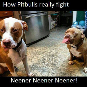 How pitbulls really fight…