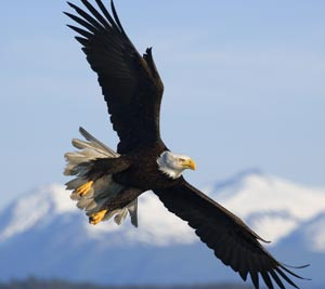 Why is the bald eagle our symbol?