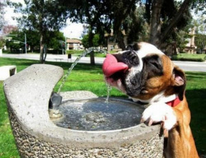 Funny_picture_dog_drinking_water_fountain