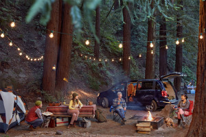 camping-in-redwoods