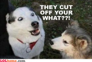 Neutered dog – Funny Images