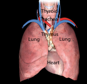 Metabolism V - Physiognomy (Thymus)