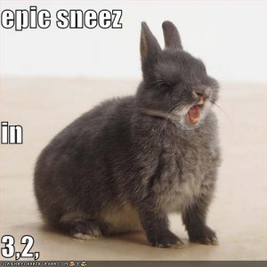 funny_pictures_rabbit_is_about_to_have_an_epic_sneeze.jpg#funny ...
