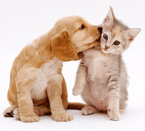 cute dog and cat 4
