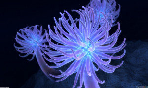 title sea anemone uploader anonymous licence category nature tags sea ...