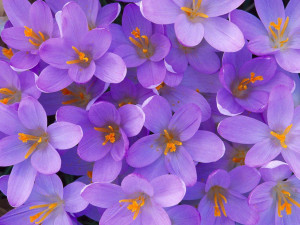 pretty purple flowers - flower Picture
