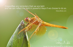 dragonflies are reminders that we are light and we can reflect the ...