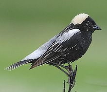 The crack-brained bobolink courts his crazy mate,