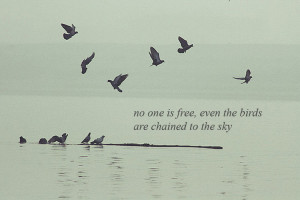 birds, bob dylan, quote, water - inspiring picture on Favim.com