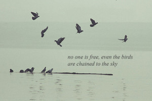 birds, bob dylan, quote, water - inspiring picture on Favim.com