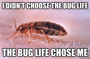 Bed Bug Memes