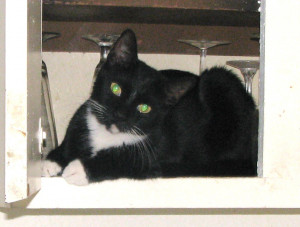 Black And White Tuxedo Cat