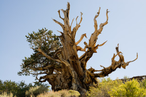 Oldest Tree Bristlecone Pine