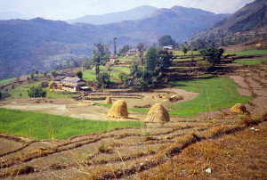terrace farming village in nepal picture