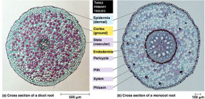 Zea Mays Root Cross Section Labeled Unicellular root hairs.