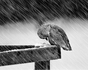 ... there’s danger for the bird who chooses to struggle through a storm