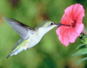 Plants that Attract Hummingbirds