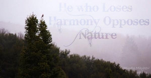 Peace Quote Harmony Nature Bird