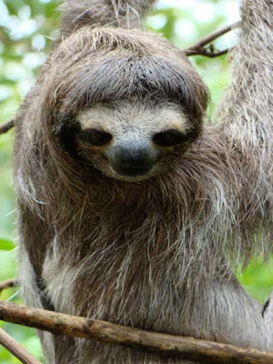 This is a picture of a sloth. A what? Yes, a sloth, and he's cute isn ...