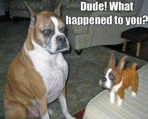 35 Most Funniest Reactions In The Animal Kingdom – These Animals ...