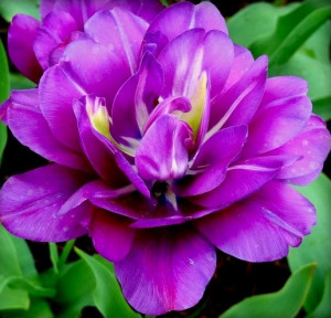 Purple Flower via Colorfull at www.Facebook.com/colorfullss