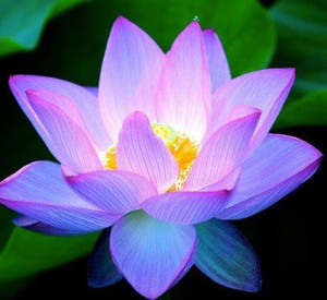 Lotus Flower, Symbol of Integrity
