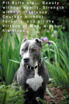 Pit bulls... must be defended from bad press that was created by cruel ...
