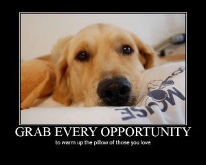 ... www.pics22.com/grab-every-opportunity-dog-quote/][img] [/img][/url