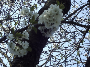 apple blossoms silly sayings and the small print hubpages blog