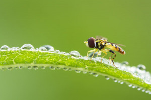 Morning Hoverfly Photograph