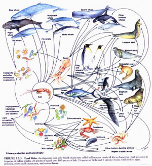 Ocean Ecosystem Food Chain
