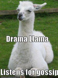 drama llama also funny more llamas also funny llamas 3 llamas alpacas ...