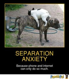 Separation Anxiety | PawshPal.com More