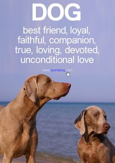 Quotes About Faithful Dogs. QuotesGram Quotes About Faithful Dogs. QuotesGram
