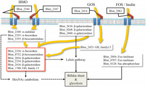 Metabolic Pathways Diagram
