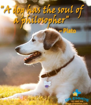 Dog quote via www.Facebook.com/DrEmmo