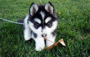 husky puppy playing with a leaf.