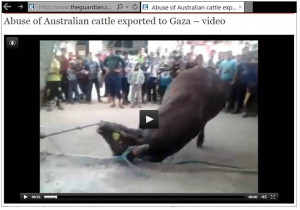 Screenshot from Guardian video “Abuse of Australian cattle exported ...