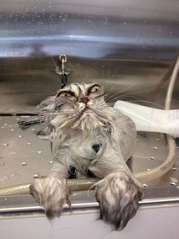 This cat who can’t even take a decent shower. | The 40 Most Awkward ...