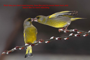 Beautiful Birds Wallpapers with Inspiration Quotes - Part 2