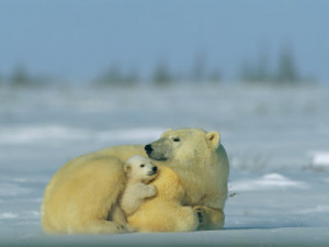 Mother and Cub Polar Bear Nestle Together for Warmth in the Arctic ...