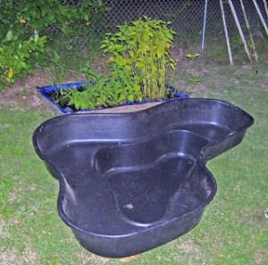 permanent the frog pond started as a pond to keep plants while the