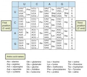 Amino Acid Codon Table Genetic Code