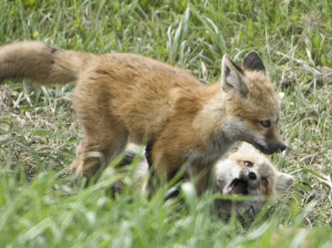 Red Fox Kit Playing With