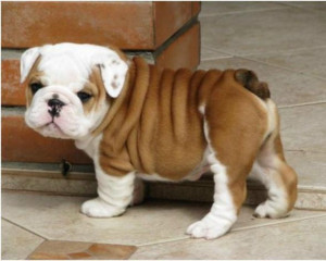 Get the latest Cute English Bulldog Puppies HD Wallpaper news ...