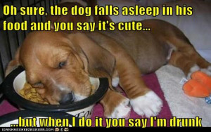 baby-basset-hound-falls-asleep-eating