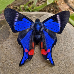 Beautiful Butterflies, Blue Butterflies, Amazing Butterflies, South ...